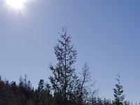 73825CrLe - A lovely Sunday afternoon walk with Beth at the George Langman Sanctuary   Each New Day A Miracle  [  Understanding the Bible   |   Poetry   |   Story  ]- by Pete Rhebergen